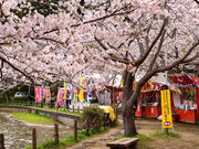 こたぴさんの八鶴湖、岩川池の桜の投稿写真2