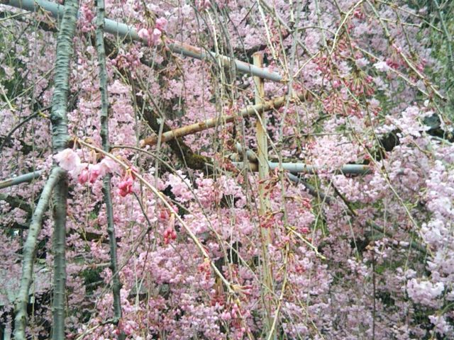 境内にはいろいろな種類の桜があります。_平野神社