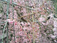 ともちんさんの平野神社への投稿写真1