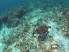 はまっこさんの屋久島ガイドクラブへの投稿写真1