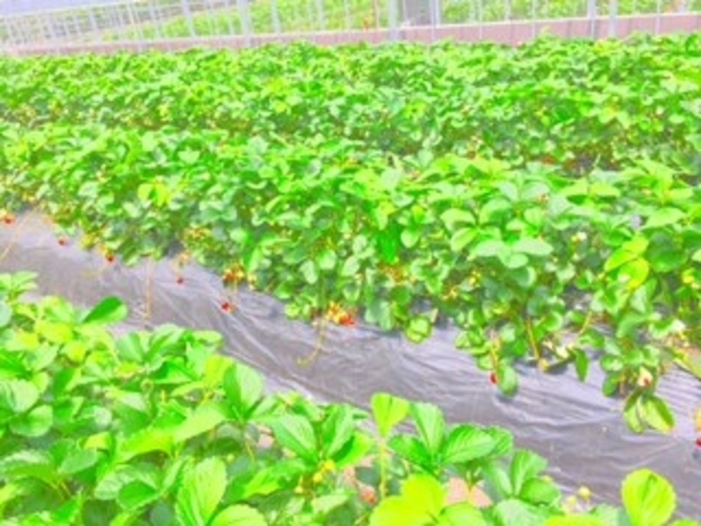 イチゴがいっぱいです!_館山いちご狩りセンター
