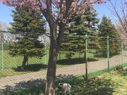 ダイスケさんの樽川公園ドッグランの投稿写真3
