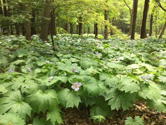 シラネアオイの群生_赤城自然園
