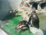 あーぽこさんの犬吠埼の投稿写真1