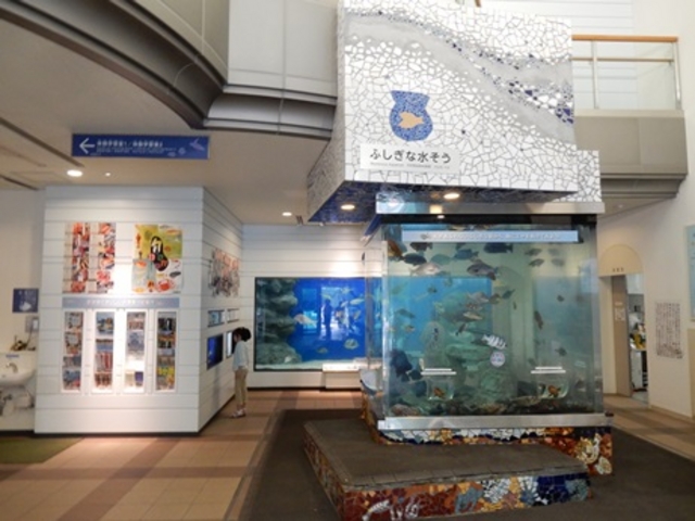 ふしぎな水そう_福井県海浜自然センター