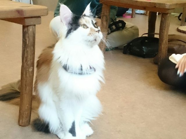 かわいらしい_てまりのおうち