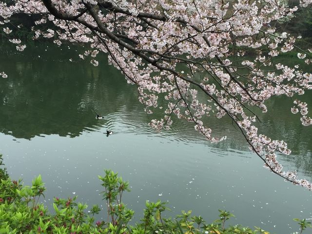 天気はすぐれなかったのですがきれいでした。_三ツ池公園