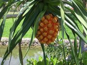 きんちゃんさんの沖縄コンベンションセンターの投稿写真2