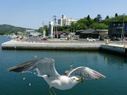 だるまさんの気仙沼ベイクルーズの投稿写真1