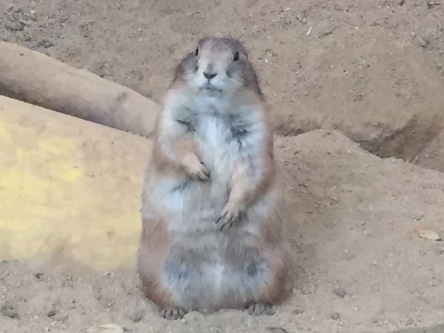 カメラにびっくり_神戸市立王子動物園