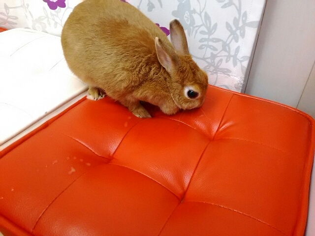 部屋の中で遊んでて、モモの上に乗ってくれるときもある。_うさぎカフェ うさびび【池袋】
