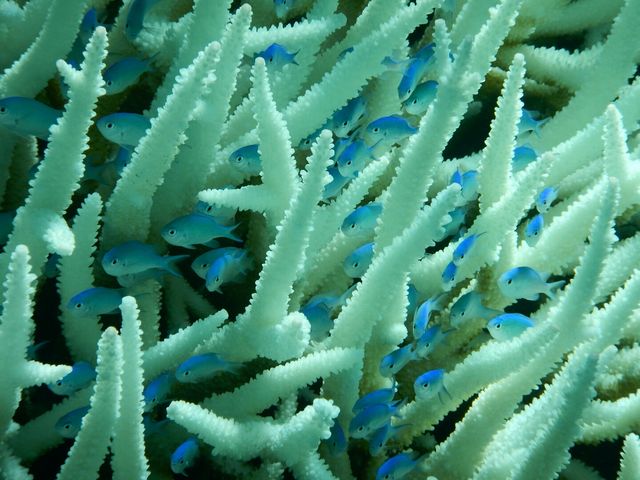 珊瑚から顔を出すデバスズメダイの幼魚達_八重干瀬