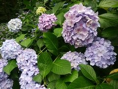 高幡不動尊 金剛寺の写真2