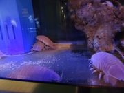 やんまあさんの碧南海浜水族館の投稿写真1