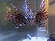 やんまあさんの碧南海浜水族館の投稿写真1