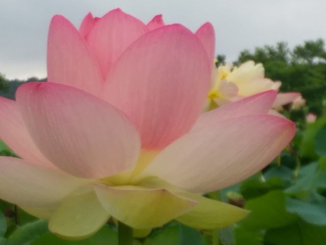 ぽわろんさんの唐比ハス園の投稿写真1