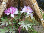 旅は電車でゴーさんの當麻寺奥院庭園の投稿写真5