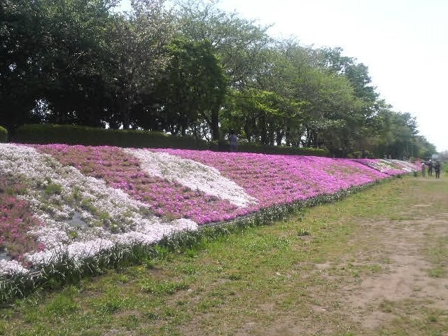 相模川の芝桜_相模川