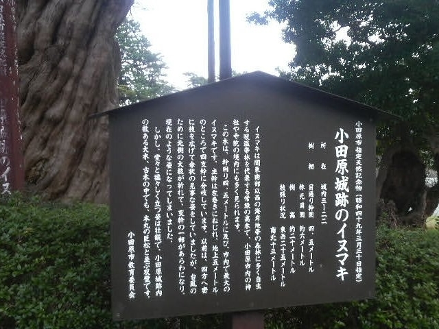 小田原城址公園のイヌマキの案内板_小田原城跡のイヌマキ