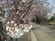 さとけんさんの多磨霊園の桜の投稿写真2