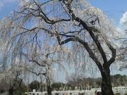 さとけんさんの多磨霊園の桜の投稿写真4