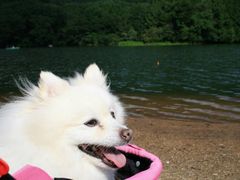 湯ノ湖の写真1