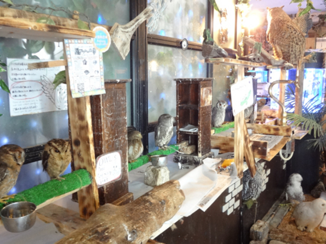 ちょっと見てもこの数!_フクロウカフェ アウルの森 秋葉原店