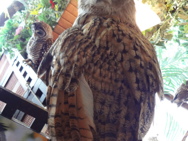 ミミズク型がやっぱり格好いい♪_フクロウカフェ アウルの森 秋葉原店