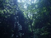 panchanさんの滝畑四十八滝の投稿写真1