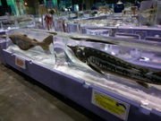 けびんさんの北海道オホーツク流氷科学センター「GIZA」の投稿写真1