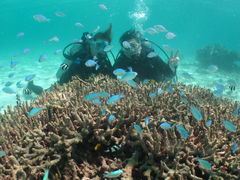 ルチルさんのスローダイブ石垣島への投稿写真2