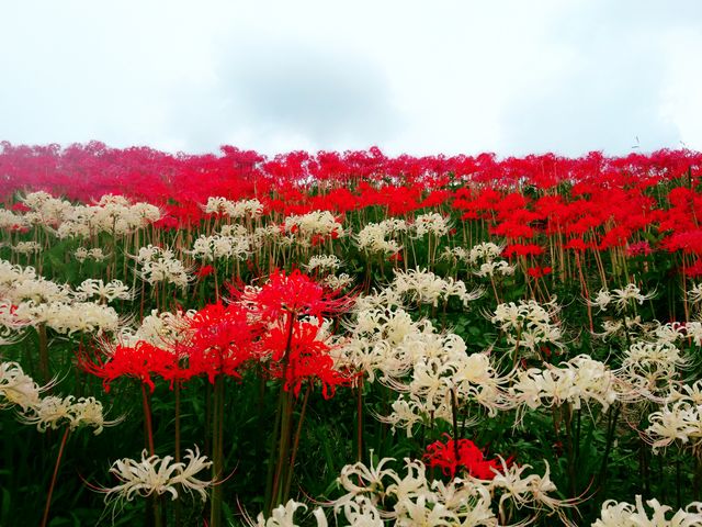 紅白も真っ赤なのも素敵です_矢勝川堤の彼岸花