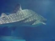 シチリアレモンさんの海遊館ミュージアムショップ/海遊館のオリジナルグッズの投稿写真1