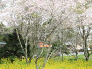 よっしーさんの鶴舞公園の投稿写真1