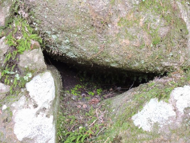 わかります?_光前寺の光苔