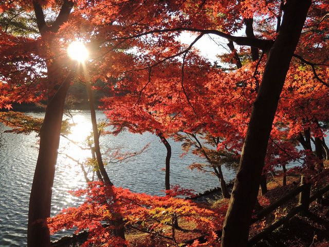 日が差してまた一段と美しい紅葉_東公園の紅葉