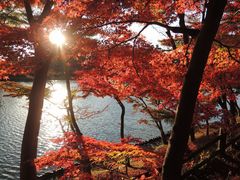 東公園の紅葉の写真1