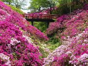 マックさんのあたご山の投稿写真1