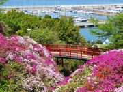 マックさんのあたご山の投稿写真2