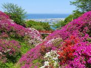 マックさんのあたご山の投稿写真4