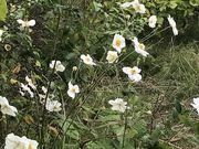 ととかほさんの新潟県立植物園の投稿写真2