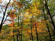 yu‐cyanさんの中津川渓谷遊歩道の投稿写真1