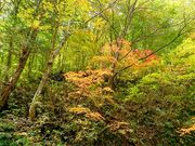 yu‐cyanさんの中津川渓谷遊歩道の投稿写真1