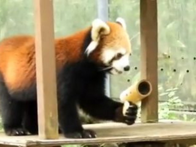 ごはんタイム_富山市ファミリーパーク