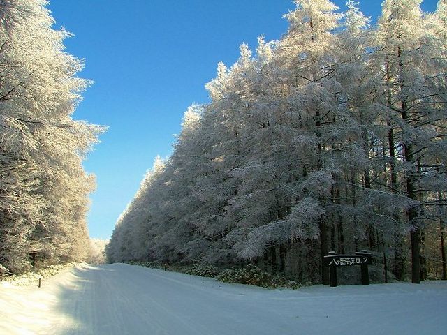 気温が上がれば融けてしまう、寒い日だけの景色です_八ヶ岳高原ロッジ