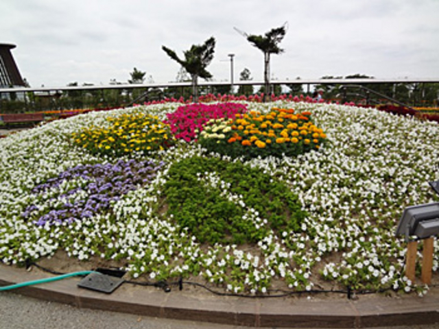 きれいな花々_いくとぴあ食花