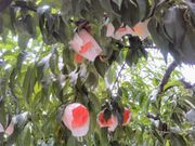 usaさんのもも栽培の投稿写真1