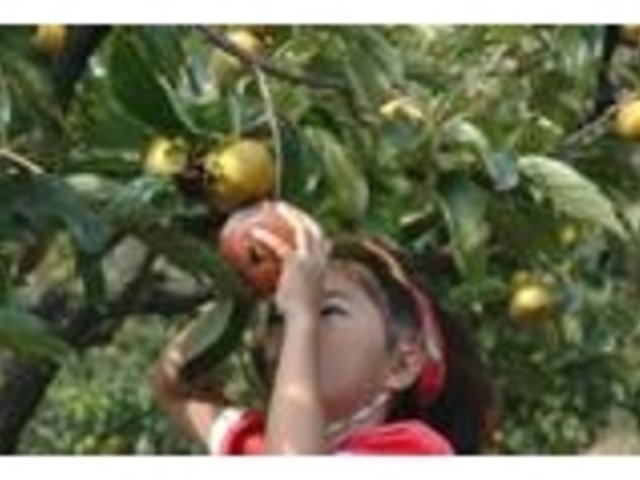 とりにいこう。_大賀茂柿・みかん狩り園