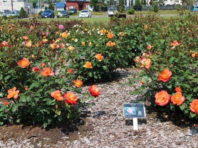 色とりどりのバラ_はぼろバラ園