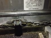 Kuda12さんの錦竜水の投稿写真1